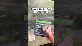 How to Use Nemasys Nematodes to Control Flea Beetles Natural Pest Management pestcontrol growveg [upl. by Airreis]