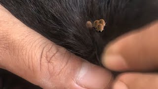 Removal ticks from ear dog p’ 1 animals poordog poorpuppy doglover [upl. by Noraf]