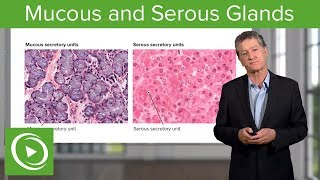 Mucous and Serous Glands – Histology  Lecturio [upl. by Zildjian678]