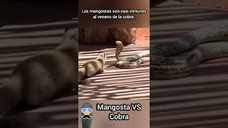 Mangosta VS Cobra ¿Sabes quien gana [upl. by Haiacim]