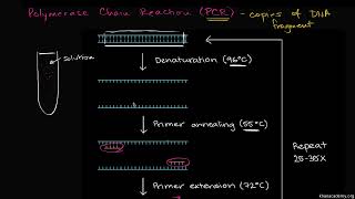 polymerase chain reaction  PCR  biology science [upl. by Eiramlehcar]