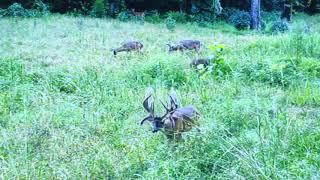 Louisiana potential state record whitetail [upl. by Millford]