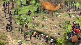 Kijang Jungkir Balik Dikejar Anjing Pemburu  Amazing Hunting  Wild Hunting [upl. by Robers]