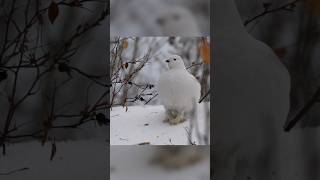 willow ptarmigan Lagopus lagopus [upl. by Santiago351]