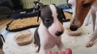 Four week old Italian Greyhound puppies playing [upl. by Eleph727]