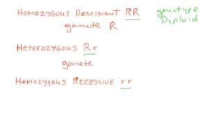 Mendel Gamete Production [upl. by Agiaf]