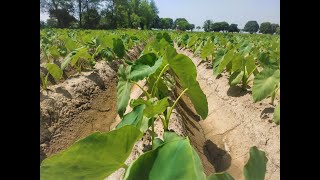 Taro root  Growing Eddoe  Arvi  Arbi  Eddoe or Taro crop  How to watering eddoe crop  Eddoe [upl. by Lydie929]