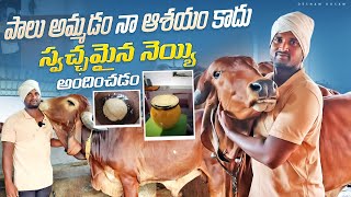 gir cows rearing in telugugir cows gheeదూడలు తెచ్చి పెంచనుపాలు అమ్మడం నా ఆశయం కాదు [upl. by Nepets183]