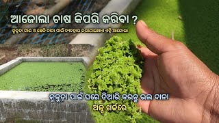 How to Grow Azolla Plant at Home [upl. by Towers408]