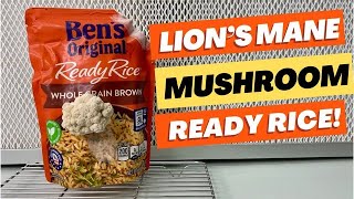 How to Grow Lions Mane Mushroom Using Ready Rice [upl. by Oralee]