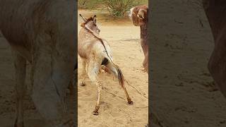 Donkey shot YouTube video jungle animals donkey [upl. by Chiles]