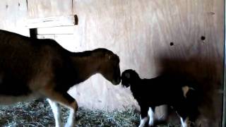 My Baby LaMancha Goat Was Born Today [upl. by Qulllon863]