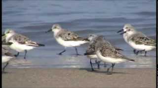 Bécasseau sanderling  Calidris alba [upl. by Annayram884]