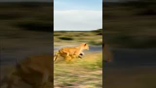 Flying warthogs Wildlife close up confusing animal behavior [upl. by Niwre]