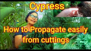 How to easily propagate Cypress from cuttings [upl. by Onder355]