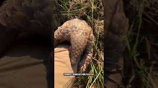 Pangolins Clad in Armor Sculpted by Nature 🌍🦔 [upl. by Nyrek]