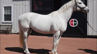 Gainesway Farm with Tapit Empire Maker Afleet Alex and Tapizar [upl. by Revert]