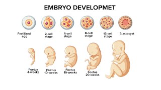 Periods of Embryology development Pre embryonic Embryonic and Foetal period [upl. by Guglielma786]