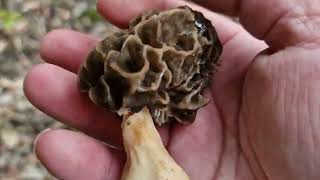 Morilles commune  300324 [upl. by Nelloc]