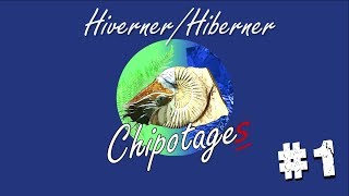 Chipotages 01  Hibernerhiverner [upl. by Ailegna]