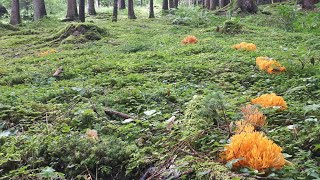 Viele Bärentatzen im Halbkreis angeordnet Clavaria aurea Ramaria aurea [upl. by Peta769]