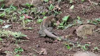 Mating of the Amazon racerunner Ameiva praesignis Squamata Teiidae in Panama [upl. by Ortrud703]