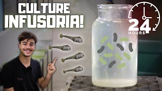 How to Culture Infusoria Easiest and Fastest Methods [upl. by Karwan507]