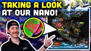 Nuvo 15 Gallon Nano Reef Update Saltwater Troubles and Triumphs [upl. by Ellenahc]