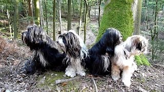 Tibet Terrier [upl. by Schroeder]