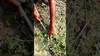 Keep Field Free from Weeds Weeding shorts [upl. by Carley]