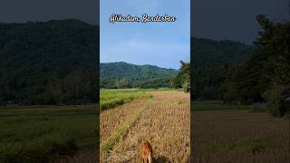 Ali Kadam Bandarban alikadam bandarban chittagong bangladesh nature flute [upl. by Uol]