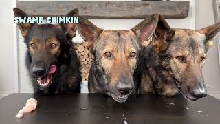 German Shepherds Review Food ASMR [upl. by Ailemaj]