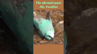 The stunning verditer flycatcher bathing in the valley stream [upl. by Ecirtael]