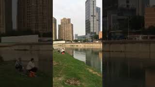 Tracing Chengdus Jinjiang River Natural Serenity in the City WalkTube 4K [upl. by Dorothea304]