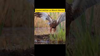 Oystercatcher vs Marsh Harrier hewan [upl. by Euqinorev329]