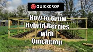 How to Grow Hybrid Berries with Quickcrop [upl. by Aniral294]