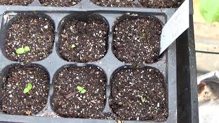 Starting Carnations From Seed For Mothers Day How To Sow Carnation Seeds [upl. by Lexi]