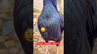 Black Mushka Aggressive Entry😲 Black Aseel Murga🐓rooster youtubeshorts chicks [upl. by Minda]