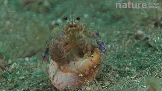 Anemone hermit crab getting into a shell with a Cloak anemone Sark British Channel Islands UK J [upl. by Zaslow]