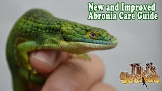 Everything you NEED to know before getting an Abronia Lizard Abronia Care Guide [upl. by Ativet]