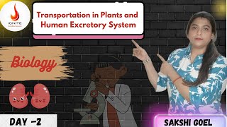 Transportation in plants and Human excretory system biology urethra xylem phloem viralvideo [upl. by Timothy524]