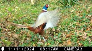 Wildlife visiting the garden on Remembrance Day 2024  Trail Camera Wildlife [upl. by Nerra206]