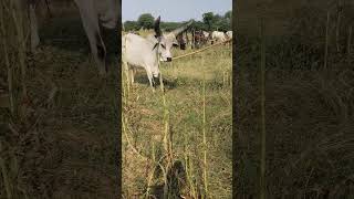 kankrej cow animals music parme song [upl. by Amairam630]