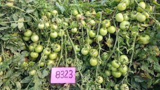 BAYER Seminis SVTD8323 Tomato Bayer seminis SVDT 8323 tomato india farmer  YouTube [upl. by Alric]