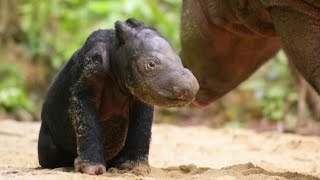 Birth of Sumatran Rhino Calf Celebrated at Sanctuary in Indonesia [upl. by Rhu]