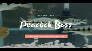 TIPS amp TRICKS  Feeding Times  Peacock Bass Xingu amp Peacock Bass Monoculus baby 10 cm [upl. by Wester]