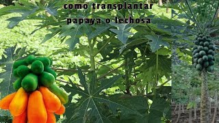 Como Trasplantar plantas de Papaya o Lechosa que estén ya un poco desarrolladas y tener muchos frut [upl. by Ahsinod]