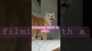 ASMR  Cat  Chaos asmr cat cats [upl. by Namien]