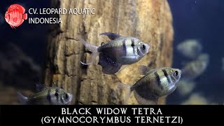 Black Widow Tetra The BEGINNER tetra Leopard Aquatic C031A [upl. by Iaverne837]