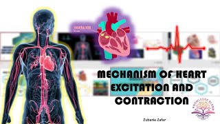 Mechanism of Heart Excitation and Contraction  SinoAtrial Node  AV Node  Biology Class 11 [upl. by Liana]